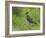 Lapwing in upland hay meadow, Upper Teesdale, England-Andy Sands-Framed Photographic Print