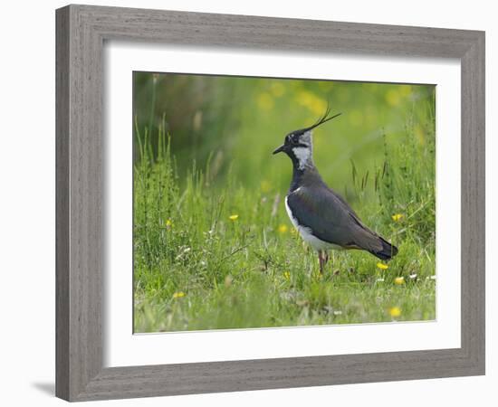 Lapwing in upland hay meadow, Upper Teesdale, England-Andy Sands-Framed Photographic Print