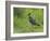 Lapwing in upland hay meadow, Upper Teesdale, England-Andy Sands-Framed Photographic Print