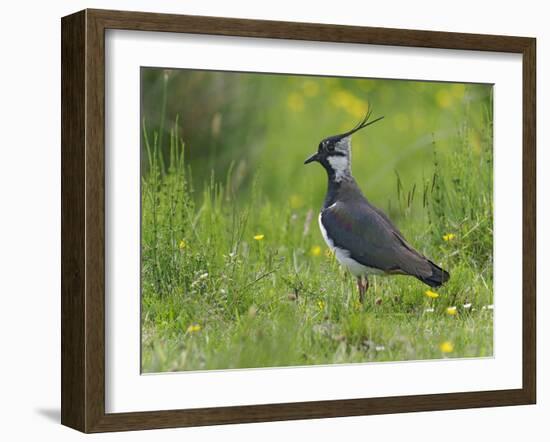 Lapwing in upland hay meadow, Upper Teesdale, England-Andy Sands-Framed Photographic Print