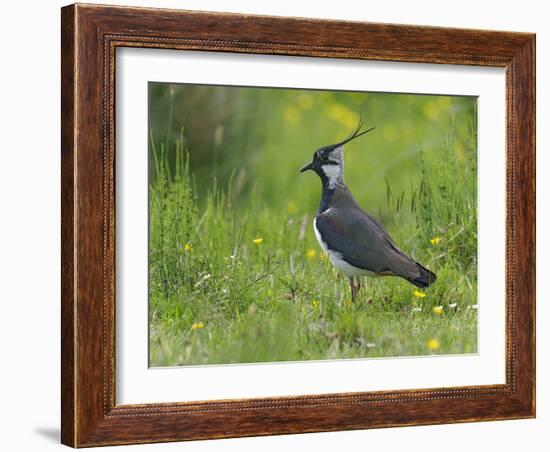 Lapwing in upland hay meadow, Upper Teesdale, England-Andy Sands-Framed Photographic Print