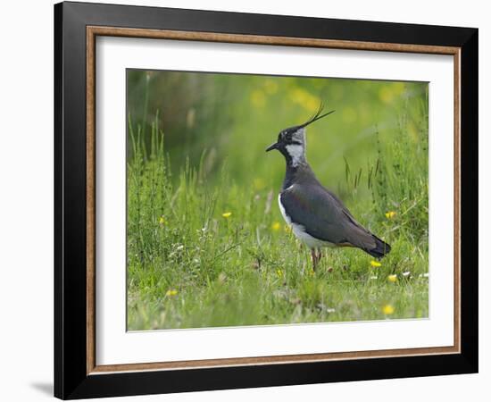 Lapwing in upland hay meadow, Upper Teesdale, England-Andy Sands-Framed Photographic Print