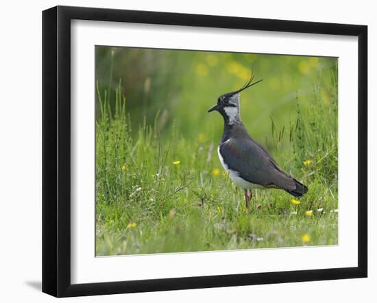 Lapwing in upland hay meadow, Upper Teesdale, England-Andy Sands-Framed Photographic Print