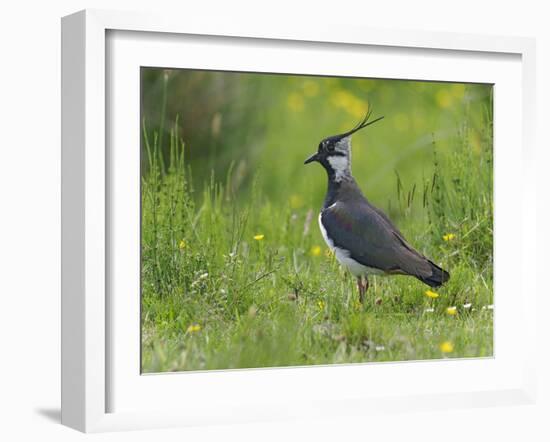 Lapwing in upland hay meadow, Upper Teesdale, England-Andy Sands-Framed Photographic Print