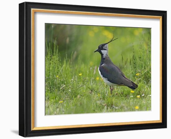 Lapwing in upland hay meadow, Upper Teesdale, England-Andy Sands-Framed Photographic Print