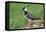 Lapwing Male in Breeding Territory-null-Framed Premier Image Canvas