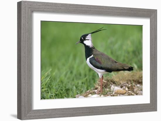 Lapwing Male in Breeding Territory-null-Framed Photographic Print