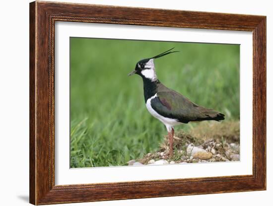 Lapwing Male in Breeding Territory-null-Framed Photographic Print