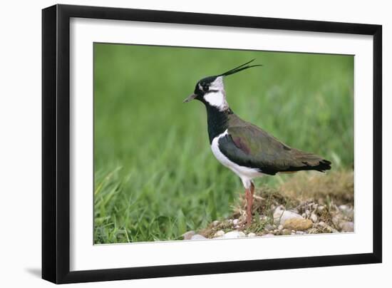 Lapwing Male in Breeding Territory-null-Framed Photographic Print