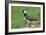 Lapwing Male in Breeding Territory-null-Framed Photographic Print