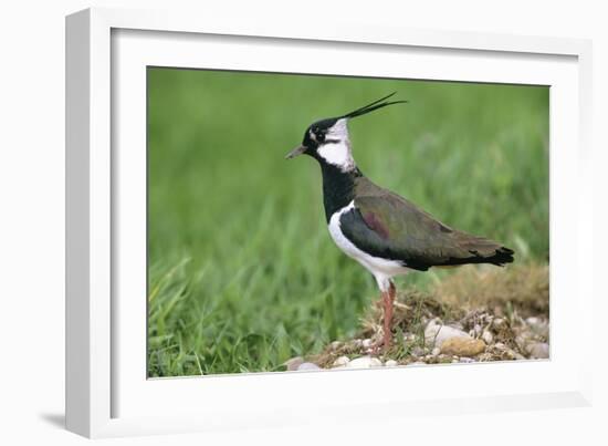 Lapwing Male in Breeding Territory-null-Framed Photographic Print