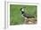 Lapwing Male in Breeding Territory-null-Framed Photographic Print