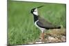 Lapwing Male in Breeding Territory-null-Mounted Photographic Print