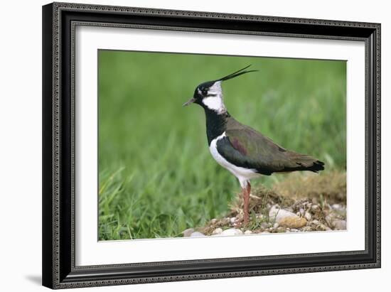 Lapwing Male in Breeding Territory-null-Framed Photographic Print