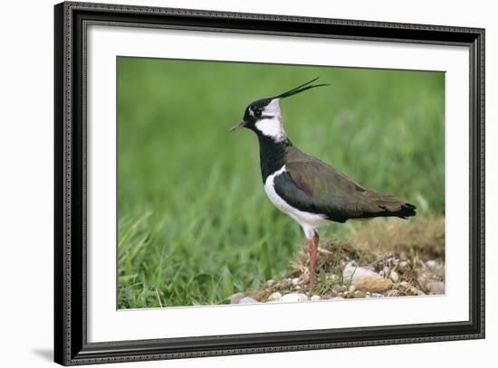 Lapwing Male in Breeding Territory-null-Framed Photographic Print