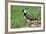 Lapwing Male in Breeding Territory-null-Framed Photographic Print