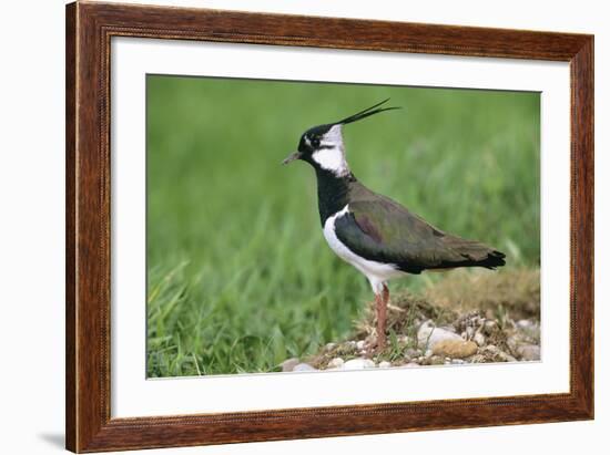 Lapwing Male in Breeding Territory-null-Framed Photographic Print