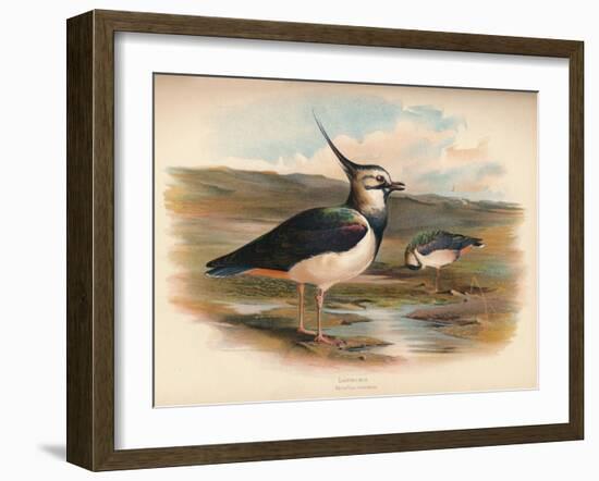 Lapwing (Vanellus cristacus), 1900, (1900)-Charles Whymper-Framed Giclee Print