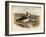 Lapwing (Vanellus cristacus), 1900, (1900)-Charles Whymper-Framed Giclee Print