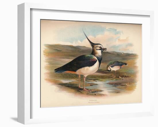 Lapwing (Vanellus cristacus), 1900, (1900)-Charles Whymper-Framed Giclee Print