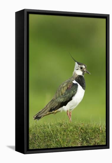 Lapwing (Vanellus Vanellus) Adult in Breeding Plumage, Scotland, UK, June-Mark Hamblin-Framed Premier Image Canvas