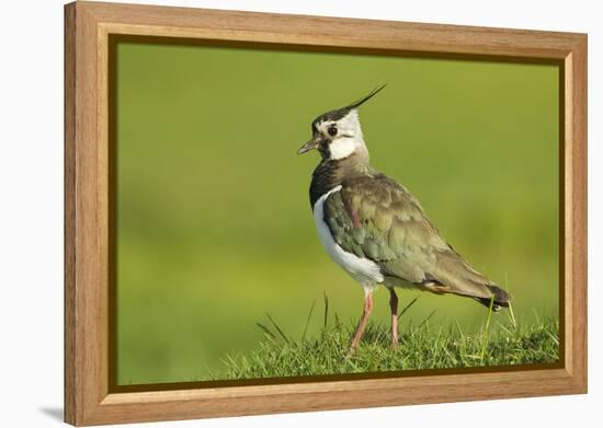 Lapwing (Vanellus Vanellus) Adult in Breeding Plumage, Scotland, UK, June-Mark Hamblin-Framed Premier Image Canvas