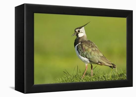 Lapwing (Vanellus Vanellus) Adult in Breeding Plumage, Scotland, UK, June-Mark Hamblin-Framed Premier Image Canvas