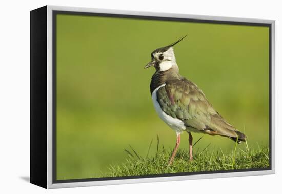 Lapwing (Vanellus Vanellus) Adult in Breeding Plumage, Scotland, UK, June-Mark Hamblin-Framed Premier Image Canvas