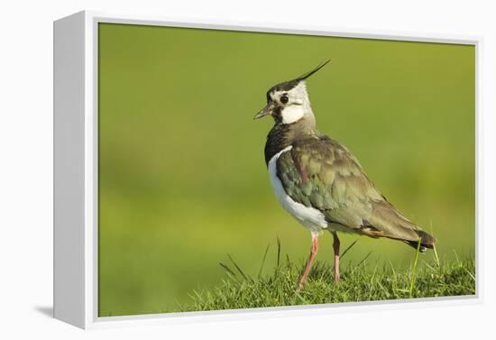 Lapwing (Vanellus Vanellus) Adult in Breeding Plumage, Scotland, UK, June-Mark Hamblin-Framed Premier Image Canvas