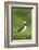 Lapwing (Vanellus Vanellus) Adult in Breeding Plumage, Scotland, UK, June-Mark Hamblin-Framed Photographic Print