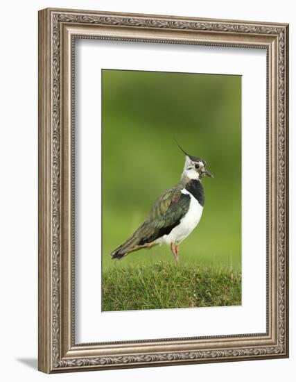 Lapwing (Vanellus Vanellus) Adult in Breeding Plumage, Scotland, UK, June-Mark Hamblin-Framed Photographic Print