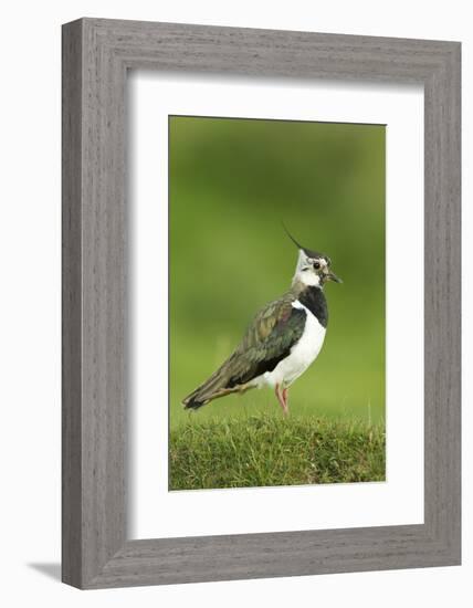 Lapwing (Vanellus Vanellus) Adult in Breeding Plumage, Scotland, UK, June-Mark Hamblin-Framed Photographic Print