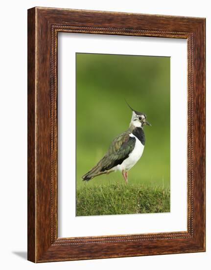 Lapwing (Vanellus Vanellus) Adult in Breeding Plumage, Scotland, UK, June-Mark Hamblin-Framed Photographic Print