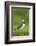 Lapwing (Vanellus Vanellus) Adult in Breeding Plumage, Scotland, UK, June-Mark Hamblin-Framed Photographic Print