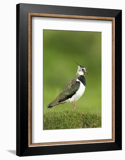 Lapwing (Vanellus Vanellus) Adult in Breeding Plumage, Scotland, UK, June-Mark Hamblin-Framed Photographic Print