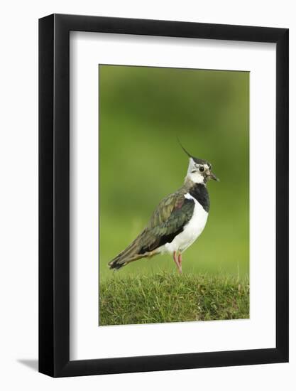 Lapwing (Vanellus Vanellus) Adult in Breeding Plumage, Scotland, UK, June-Mark Hamblin-Framed Photographic Print