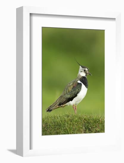 Lapwing (Vanellus Vanellus) Adult in Breeding Plumage, Scotland, UK, June-Mark Hamblin-Framed Photographic Print