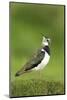 Lapwing (Vanellus Vanellus) Adult in Breeding Plumage, Scotland, UK, June-Mark Hamblin-Mounted Photographic Print