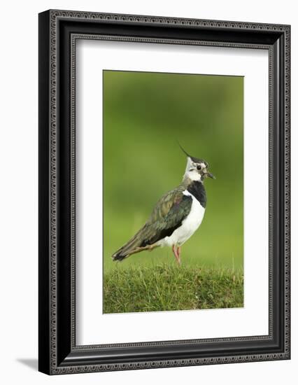 Lapwing (Vanellus Vanellus) Adult in Breeding Plumage, Scotland, UK, June-Mark Hamblin-Framed Photographic Print