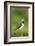 Lapwing (Vanellus Vanellus) Adult in Breeding Plumage, Scotland, UK, June-Mark Hamblin-Framed Photographic Print