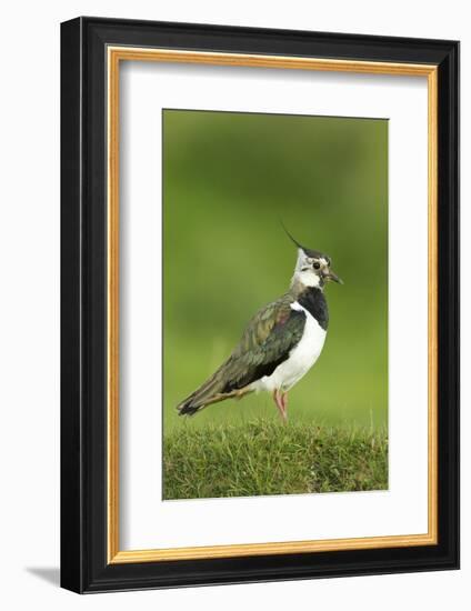 Lapwing (Vanellus Vanellus) Adult in Breeding Plumage, Scotland, UK, June-Mark Hamblin-Framed Photographic Print