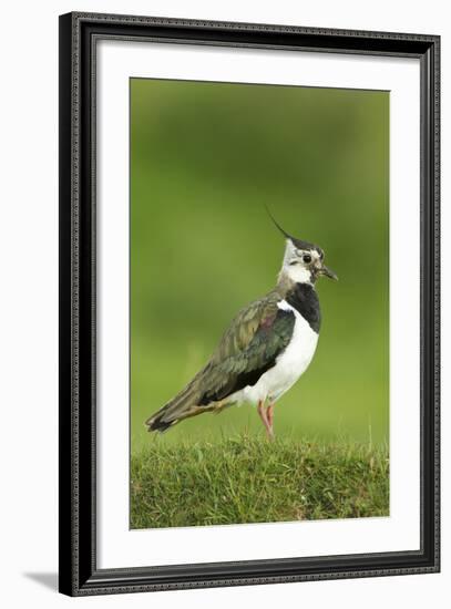 Lapwing (Vanellus Vanellus) Adult in Breeding Plumage, Scotland, UK, June-Mark Hamblin-Framed Photographic Print