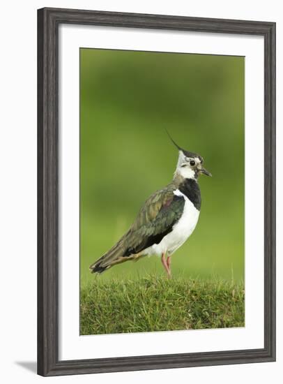 Lapwing (Vanellus Vanellus) Adult in Breeding Plumage, Scotland, UK, June-Mark Hamblin-Framed Photographic Print