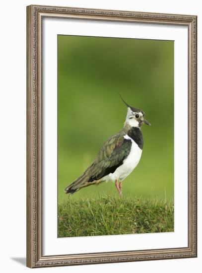 Lapwing (Vanellus Vanellus) Adult in Breeding Plumage, Scotland, UK, June-Mark Hamblin-Framed Photographic Print
