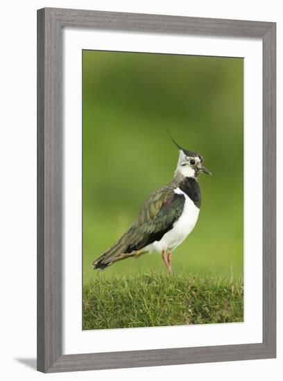 Lapwing (Vanellus Vanellus) Adult in Breeding Plumage, Scotland, UK, June-Mark Hamblin-Framed Photographic Print