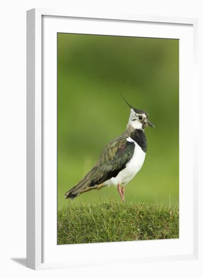 Lapwing (Vanellus Vanellus) Adult in Breeding Plumage, Scotland, UK, June-Mark Hamblin-Framed Photographic Print