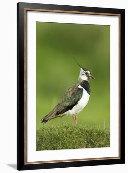 Lapwing (Vanellus Vanellus) Adult in Breeding Plumage, Scotland, UK, June-Mark Hamblin-Framed Photographic Print