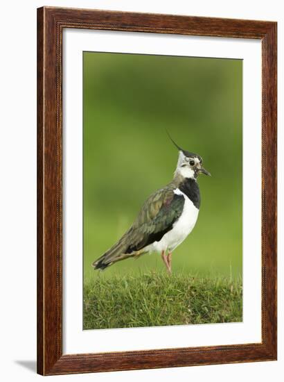 Lapwing (Vanellus Vanellus) Adult in Breeding Plumage, Scotland, UK, June-Mark Hamblin-Framed Photographic Print