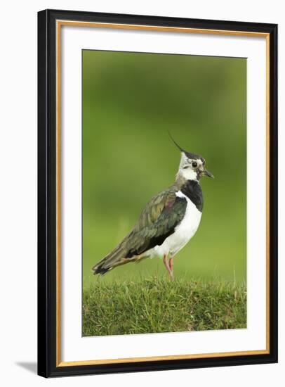 Lapwing (Vanellus Vanellus) Adult in Breeding Plumage, Scotland, UK, June-Mark Hamblin-Framed Photographic Print