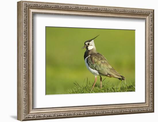 Lapwing (Vanellus Vanellus) Adult in Breeding Plumage, Scotland, UK, June-Mark Hamblin-Framed Photographic Print